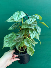 Philodendron sodiroi