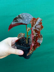 Begonia NOID 40 NEW