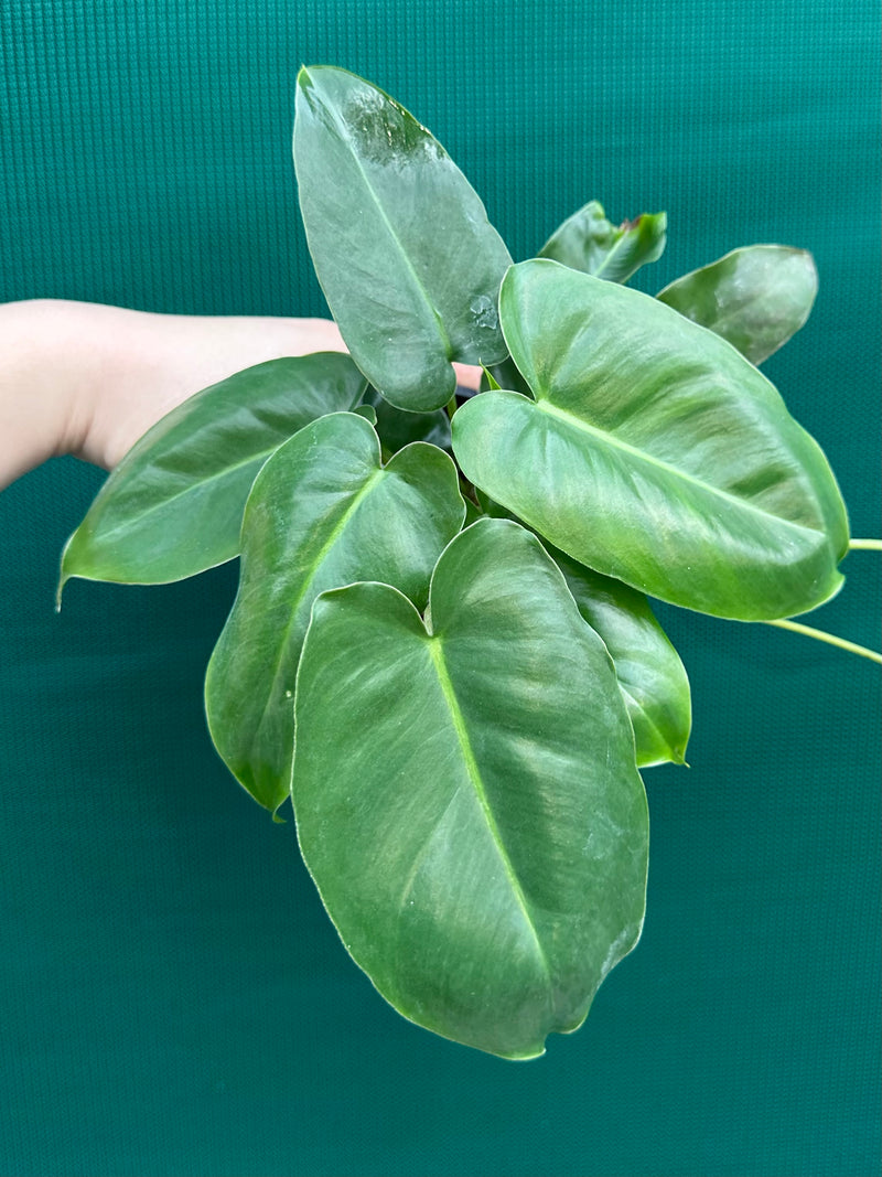 Philodendron ‘Burle Marx’