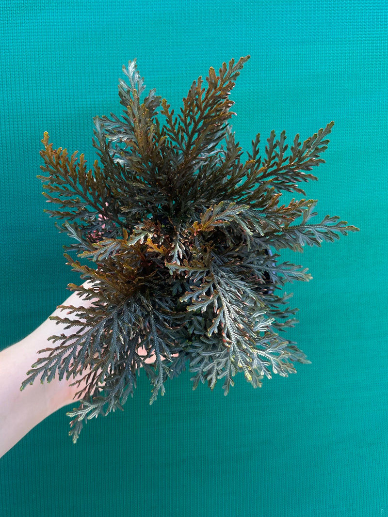 Selaginella erythropus NEW