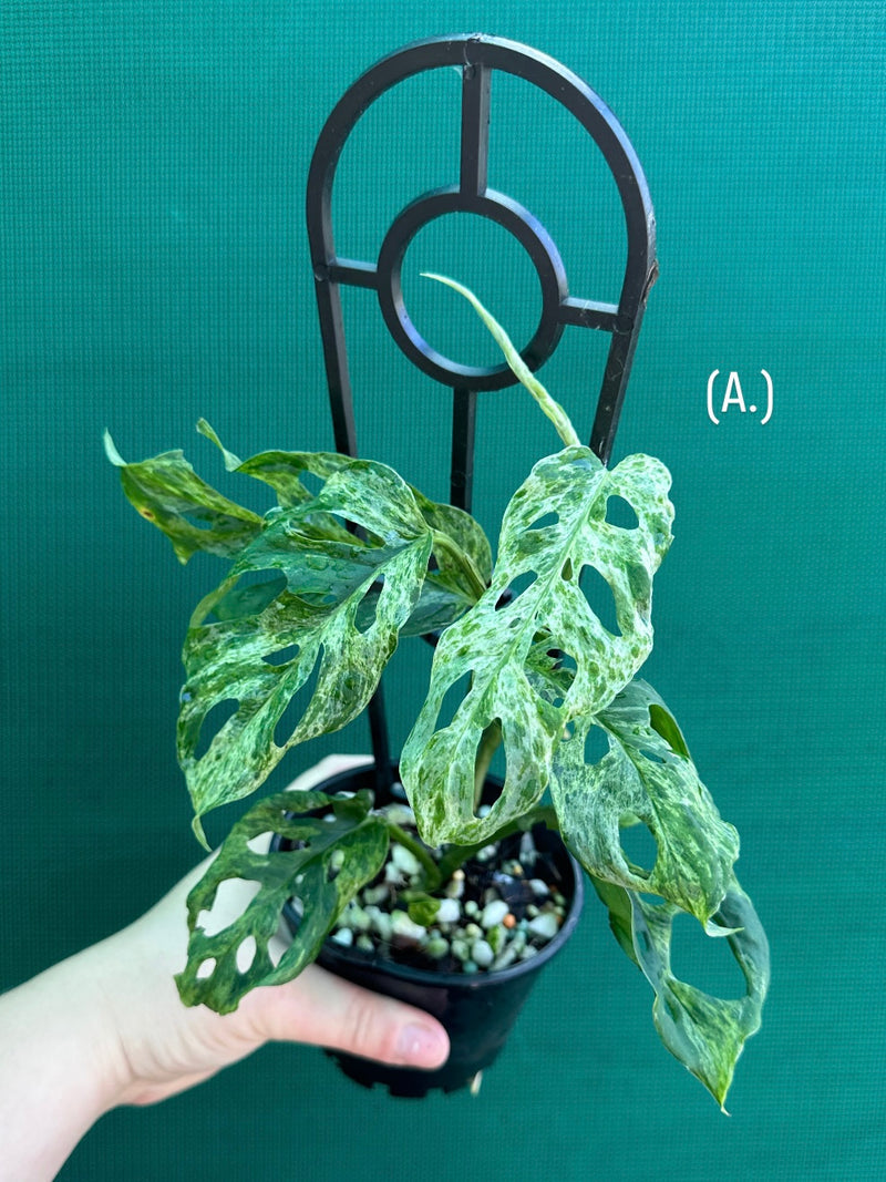 Monstera ‘Adansonii’ Mottled Variegation NEW