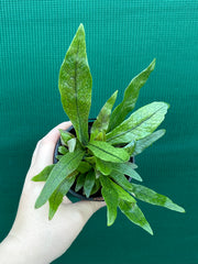 Microsorum musifolium ‘Crocodyllus’ NEW