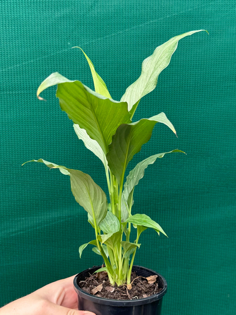 Spathiphyllum ‘Platinum Mist’