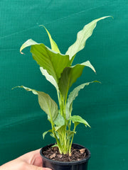 Spathiphyllum ‘Platinum Mist’