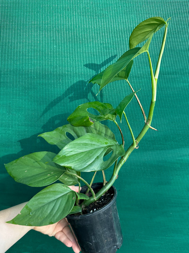 Rhaphidophora Pertusa