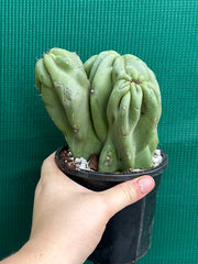 Cereus Peruvianus 'Monstrose'
