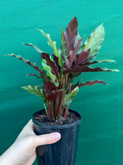 Calathea rufibarba NEW
