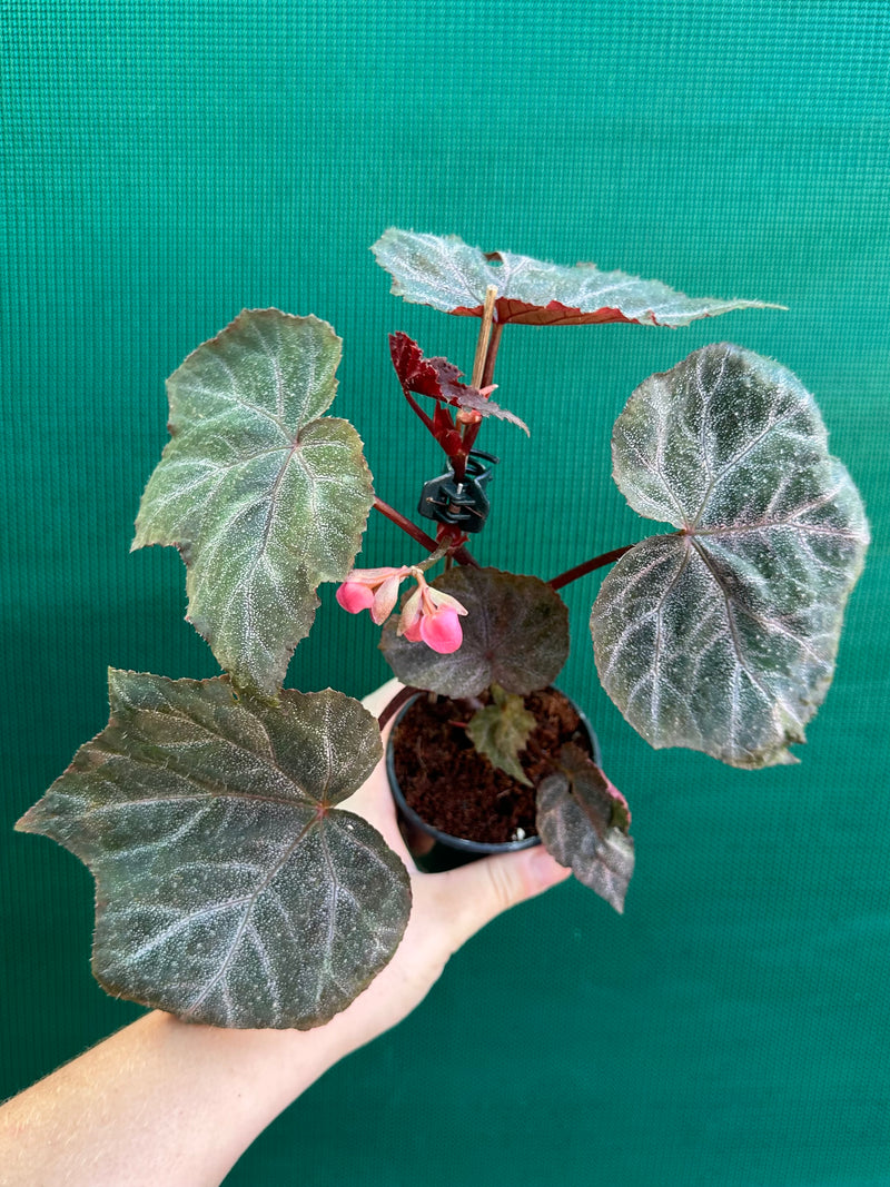 Begonia ‘Robyn’