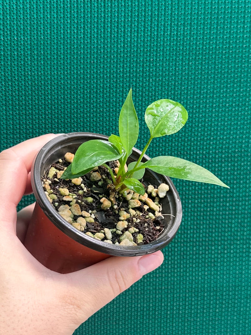 Anthurium ‘Gracile’