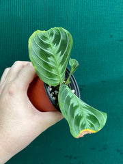 Maranta NOID