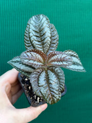 Pilea involucrata ‘Norfolk’