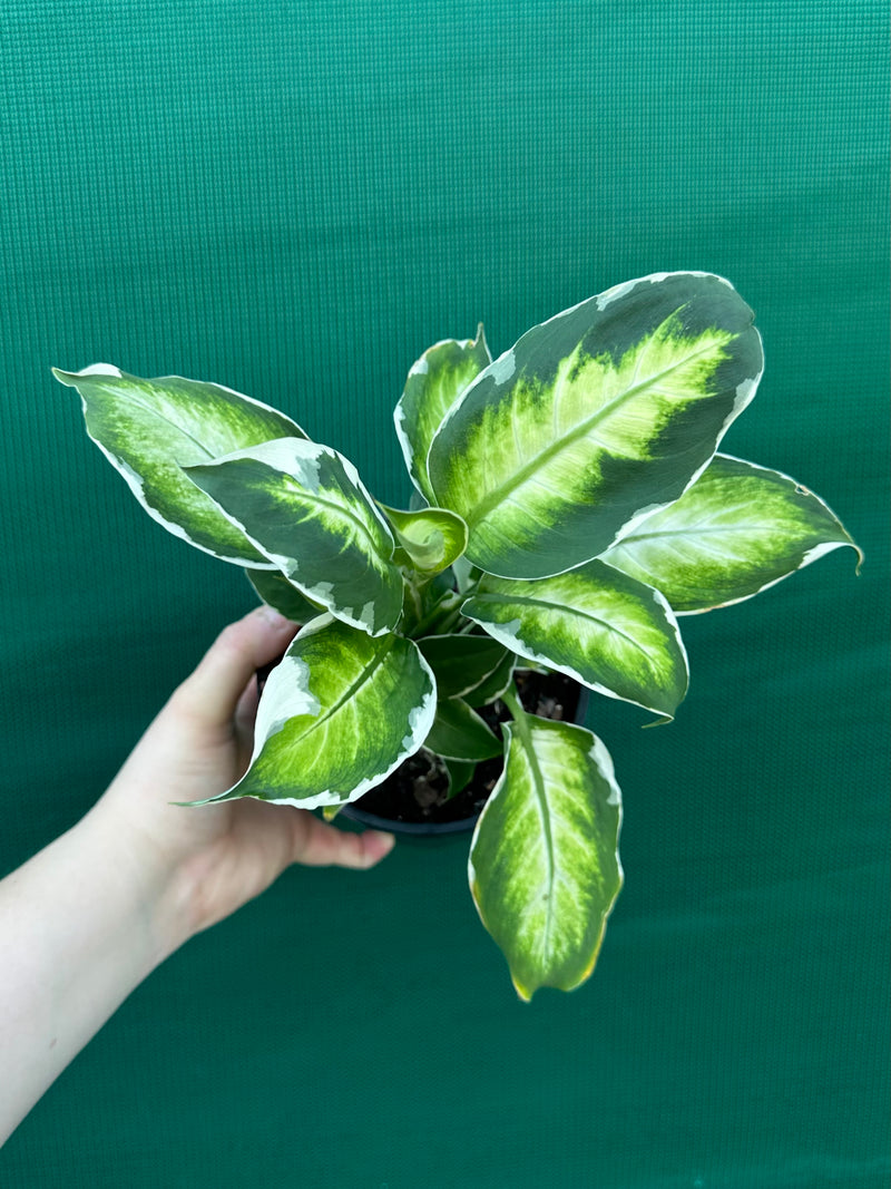 Dieffenbachia ‘Cool Beauty’