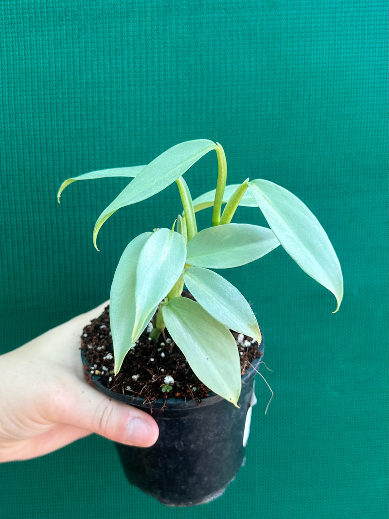 Philodendron hastatum