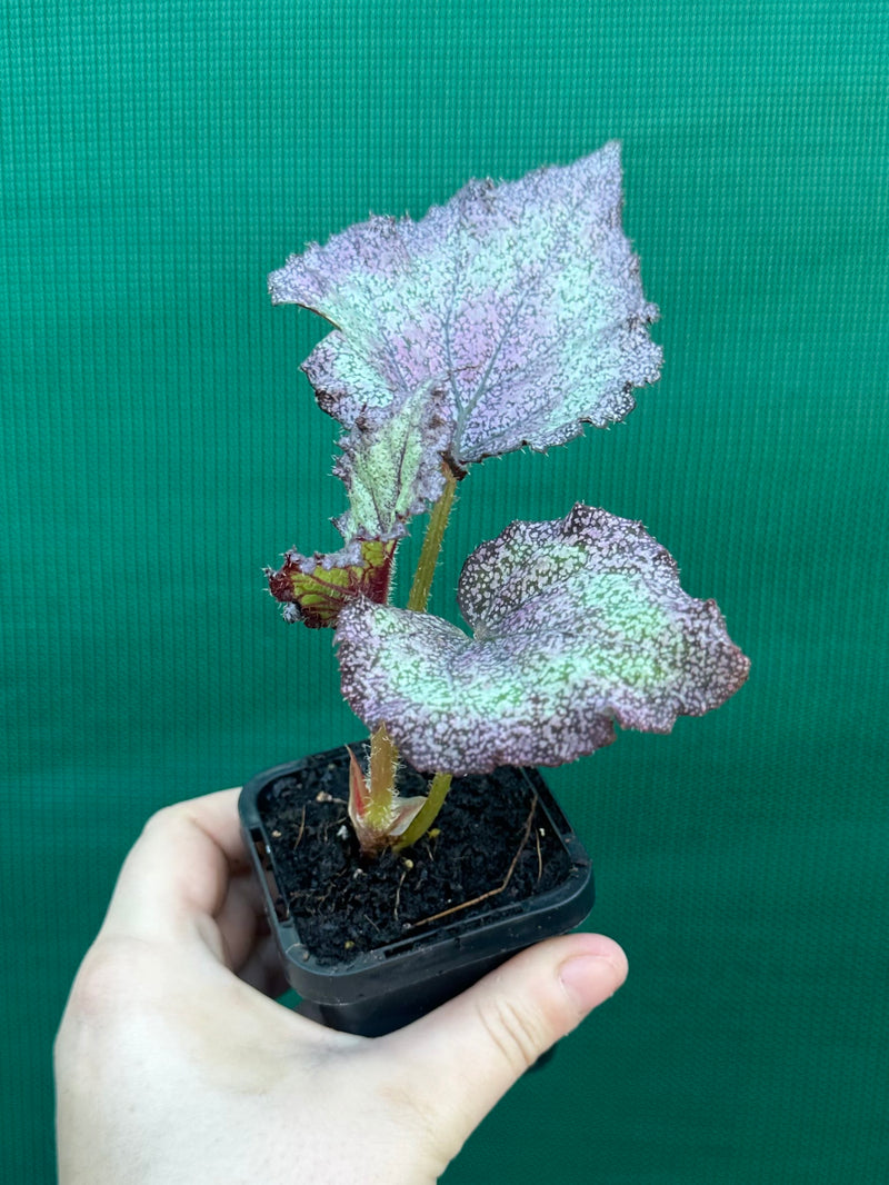 Begonia NOID 59 NEW