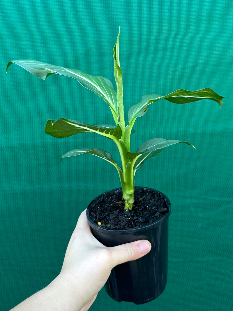 baby stems on a dieffenbachia Dieffenbachia 'Sterling' NEW