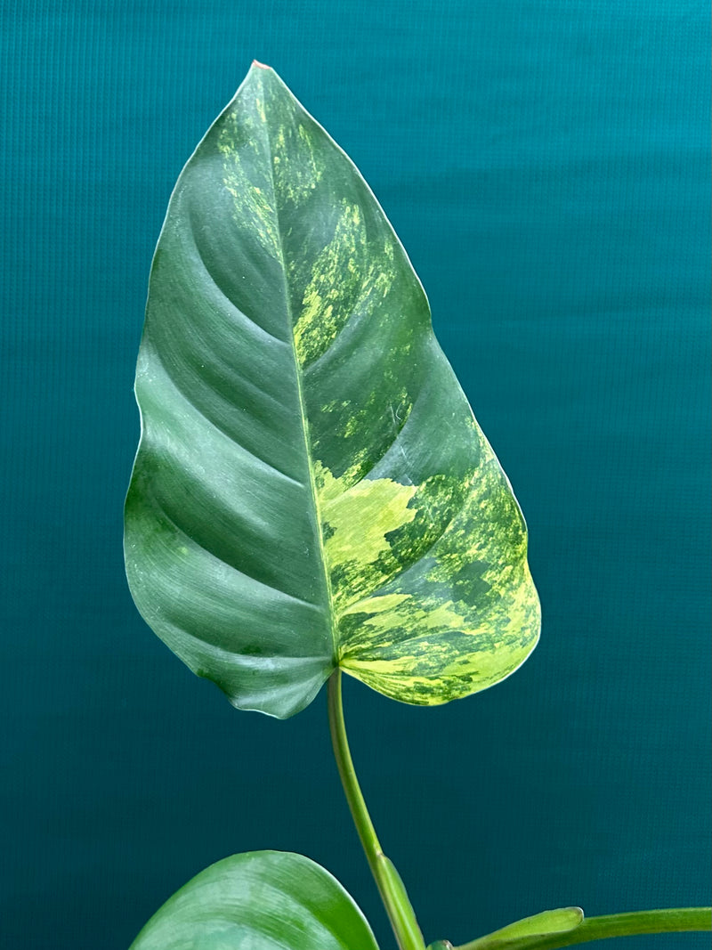 rare philodendron australia Philodendron 'Domesticum Variegated'