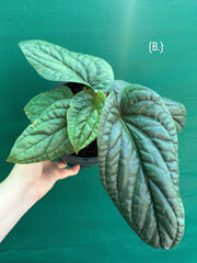 Anthurium luxurians x radicans