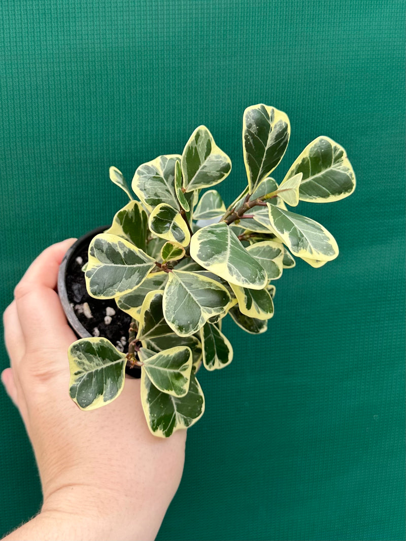Ficus albo