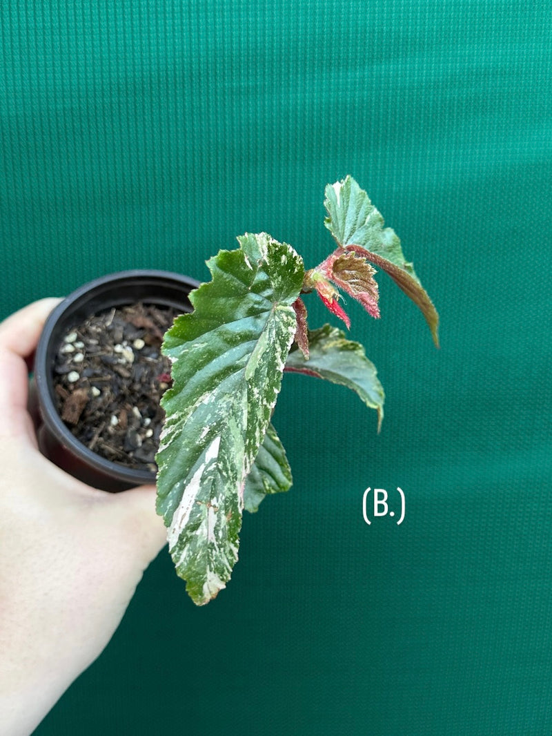 Begonia ‘Ginny Galaxy’