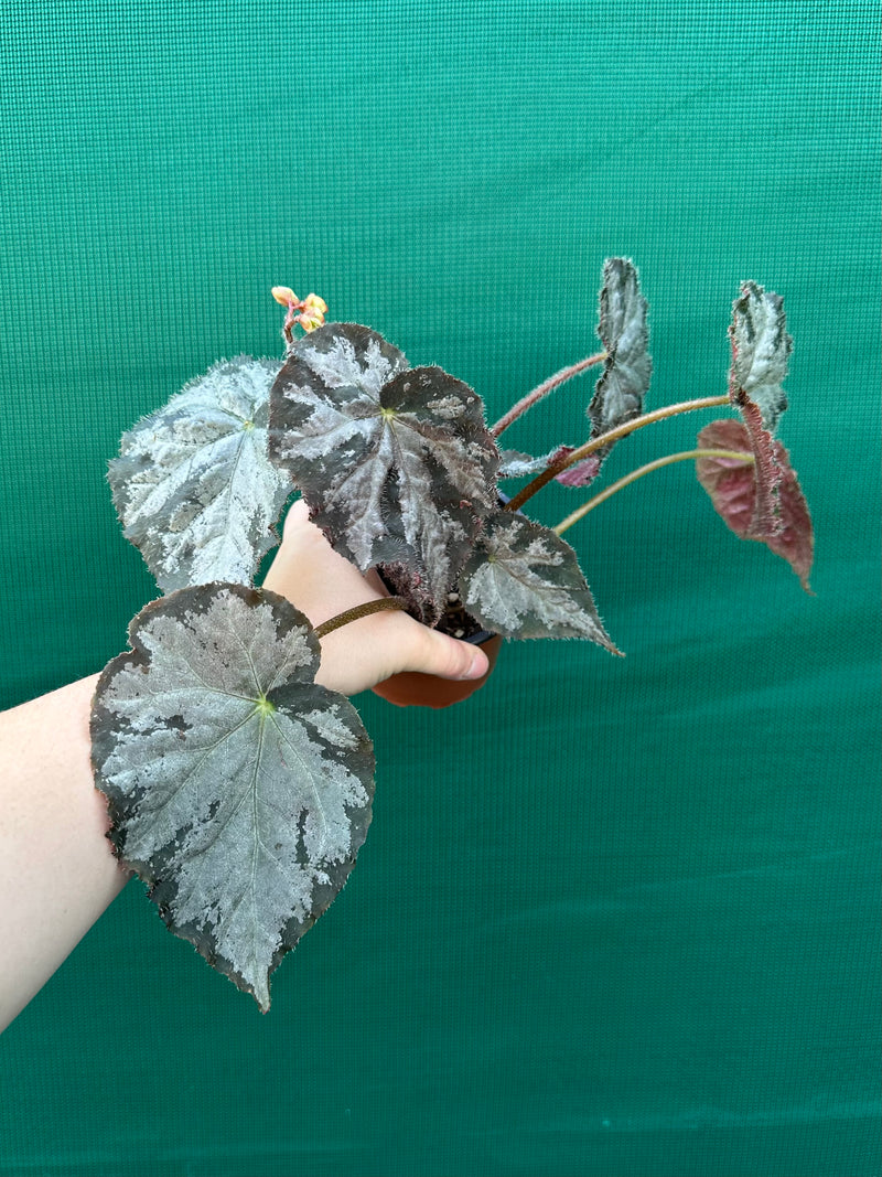 Begonia NOID 6