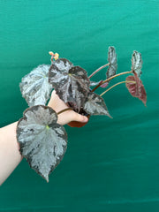 Begonia NOID 6