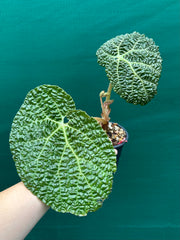 Begonia gehrtii
