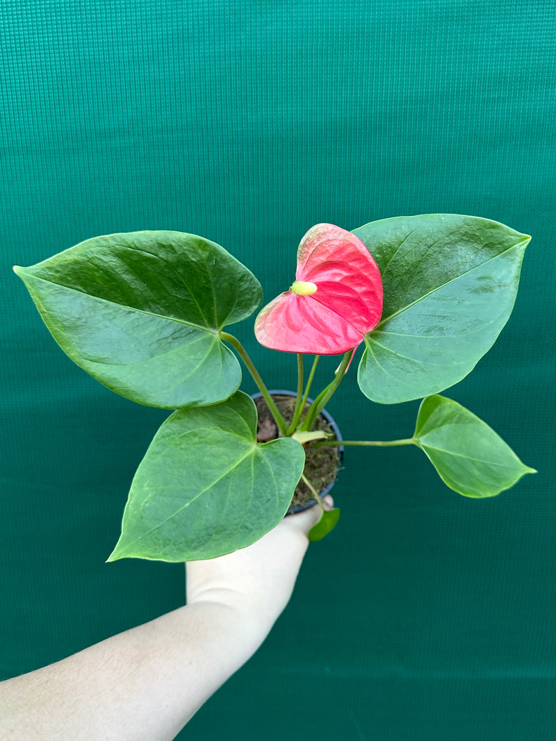 Anthurium NOID 1