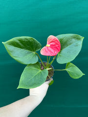 Anthurium NOID 1