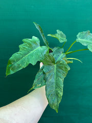 Philodendron ‘Golden Dragon’ NEW