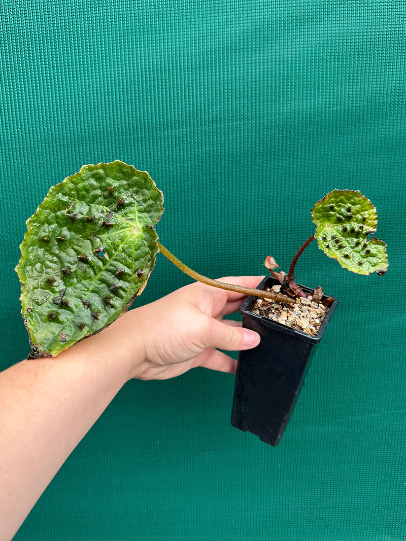 Begonia ferox
