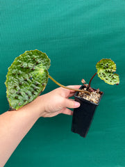 Begonia ferox