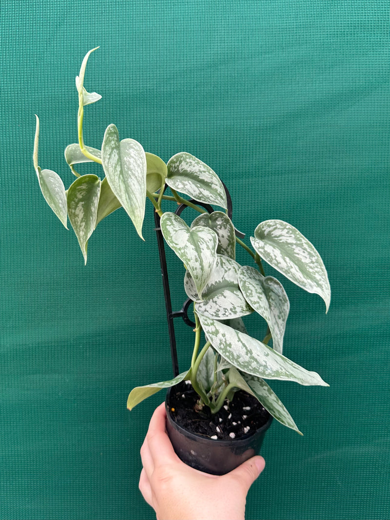Schindapus Pictus Exotica