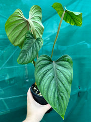Philodendron Plowmanii ‘Narrow Form’ NEW