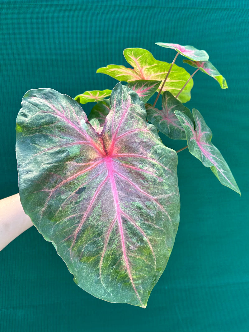 Caladium NOID 4 NEW