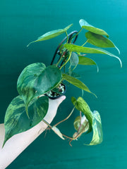 Philodendron Heart-leaf Variegated