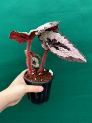 Begonia ‘Lively Ladd’