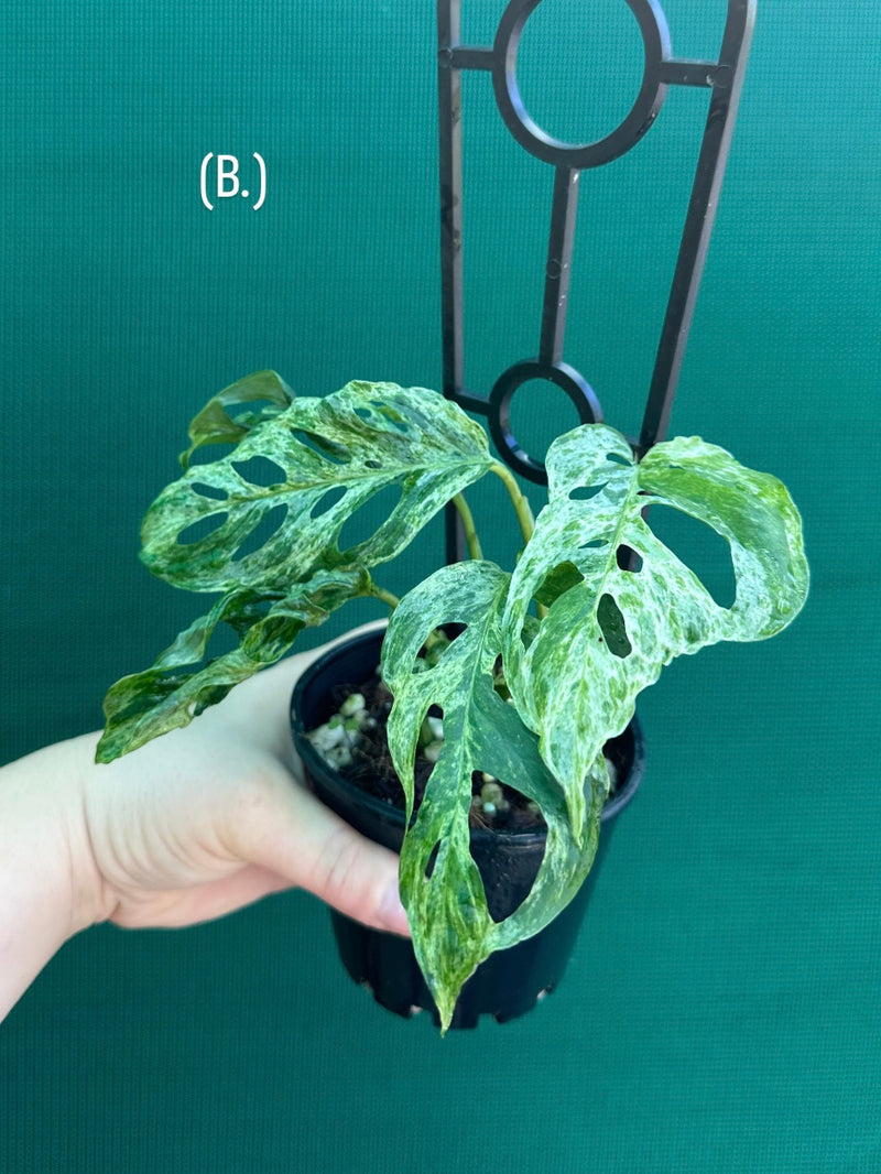 Monstera ‘Adansonii’ Mottled Variegation NEW