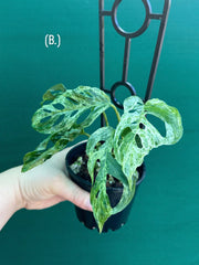 Monstera ‘Adansonii’ Mottled Variegation NEW