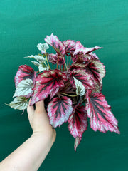 Begonia ‘Evening Glow’ NEW