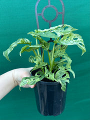 Monstera adansonii (Mottled Variegation) NEW