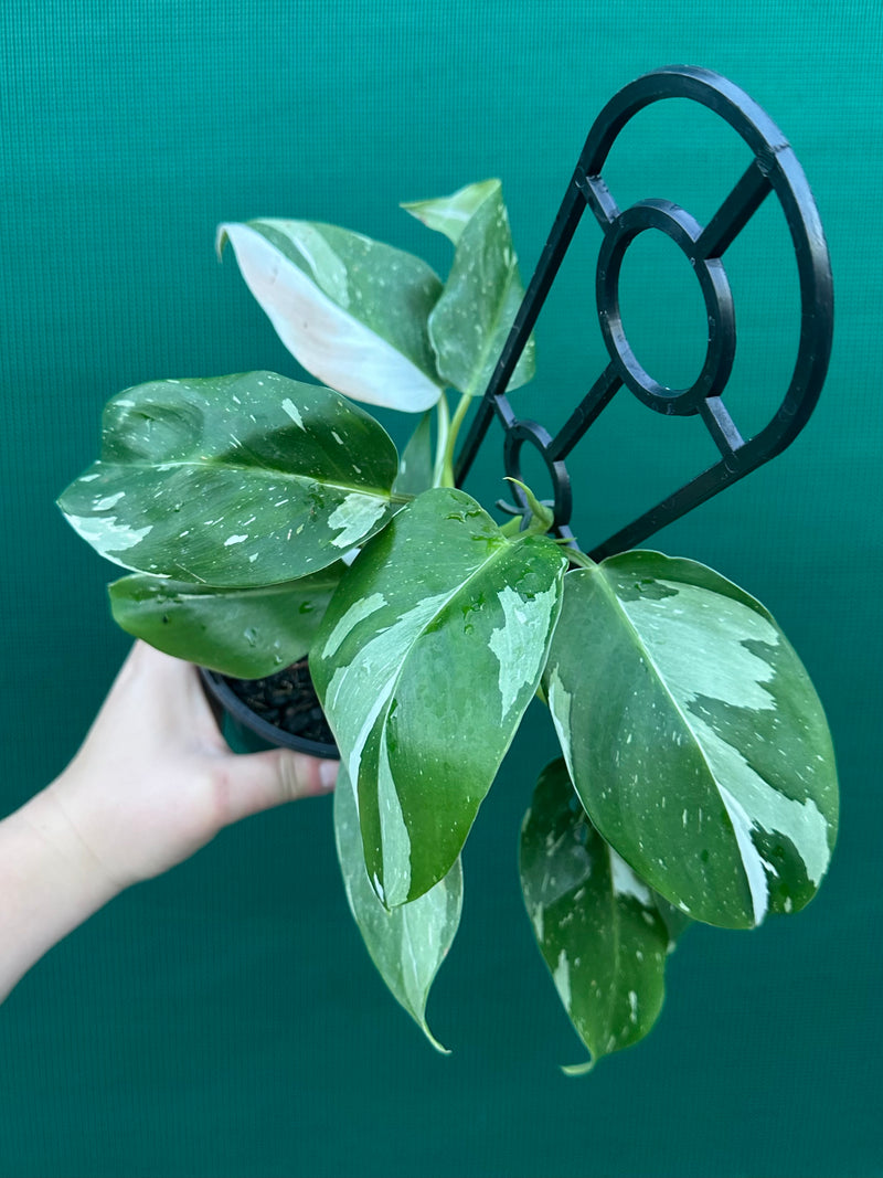 circle philodendron leaf Philodendron ‘White Princess’