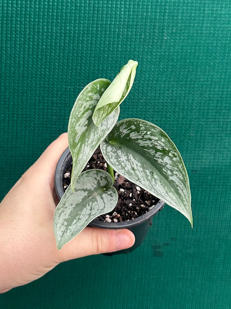 Schindapus Pictus Exotica