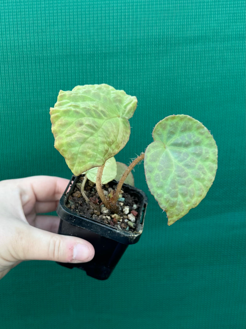 Begonia rockii NEW