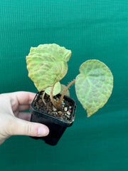 Begonia rockii NEW