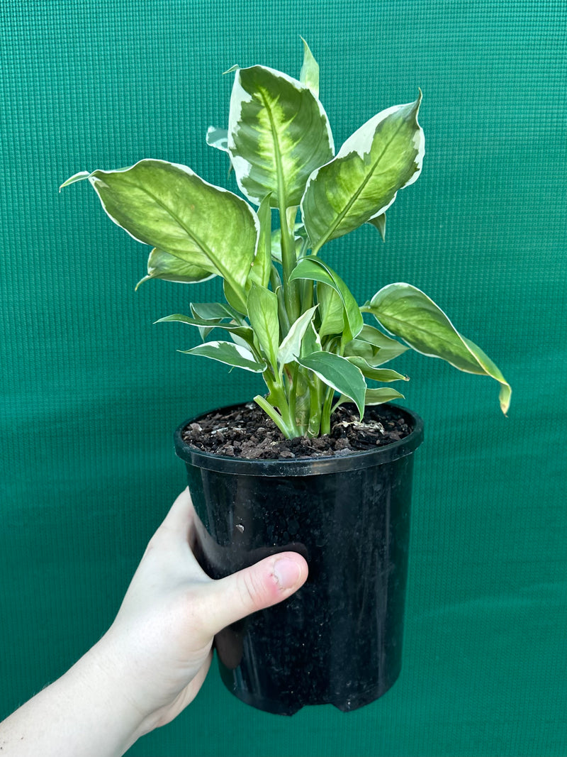 Dieffenbachia ‘Cool Beauty’