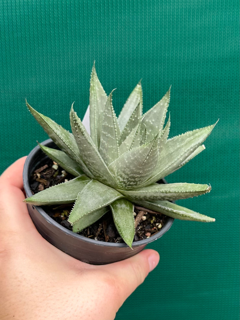 Gasteraloe ‘Gray Ghost’
