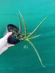 Sansevieria ballyi NEW