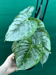 Philodendron sodiroi