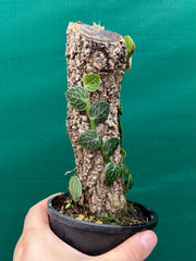 Rhaphidophora Cryptantha