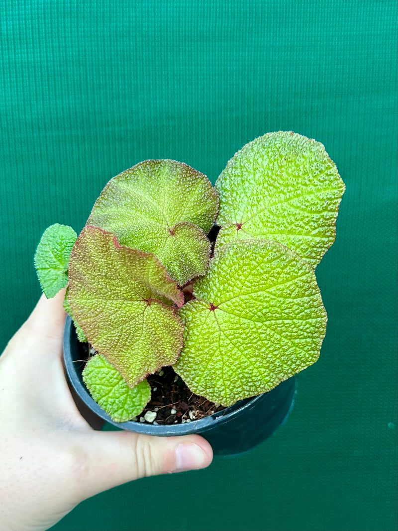 Begonia ‘Soli Mutata’